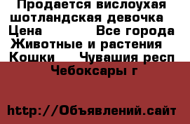 Продается вислоухая шотландская девочка › Цена ­ 8 500 - Все города Животные и растения » Кошки   . Чувашия респ.,Чебоксары г.